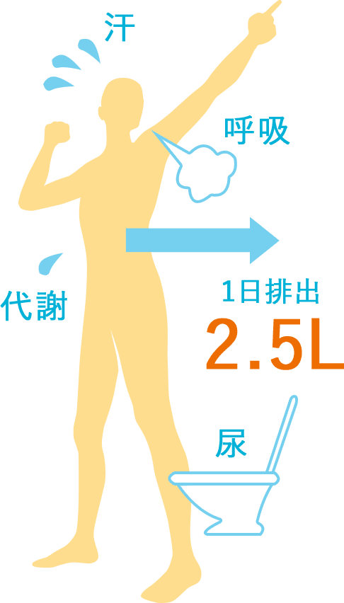 人間の成人の場合、日に約2.5L以上の水分が排出されます。